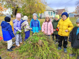 Осенние работы на огороде в детском саду Осенние работы на огороде в детском саду.